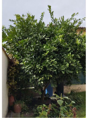 Citrus x unshiu 'Owari' frost / Mandarinier satsuma