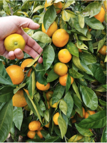 Citrus x unshiu 'Okitsu' / Mandarinier satsuma