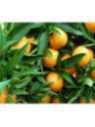 Citrus clementina x unshui 'Primosol' / clementine x satsuma