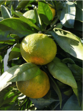 Citrus x unshiu 'Iwasaki®' / Mandarinier satsuma