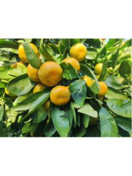 Citrus x unshiu 'Hashimoto'  / Mandarinier satsuma