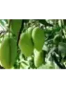 Mangifera indica 'Ataulfo' / Manguier