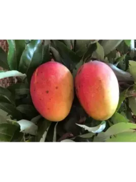 Mangifera indica 'Glenn’' / Manguier greffé sur Gomera