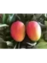 Mangifera indica 'Glenn’' / Manguier greffé sur Gomera
