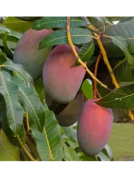 Mangifera indica 'Glenn’' / Manguier greffé sur Gomera