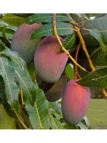 Mangifera indica 'Glenn’' / Manguier greffé sur Gomera