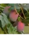 Mangifera indica 'Glenn’' / Manguier greffé sur Gomera