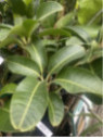 Mangifera indica 'Gomera' Manguier de semi