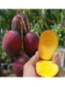 Mangifera indica 'Irwin' / Manguier