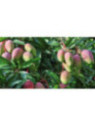 Mangifera indica 'Keitt' / Manguier
