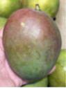 Mangifera indica 'Kent' / Manguier