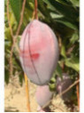 Mangifera indica 'Osteen' / Manguier