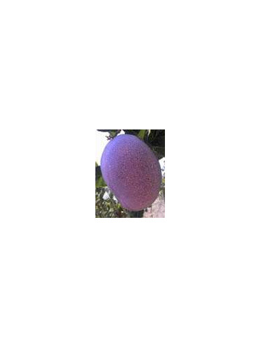 Mangifera indica 'Osteen' / Manguier