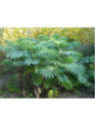 Melianthus Major - Grande Melianthe