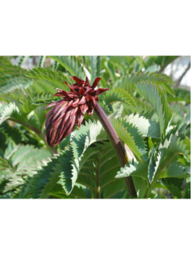 Melianthus Major - Grande Melianthe