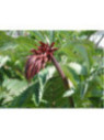 Melianthus Major - Grande Melianthe