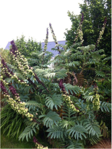 Melianthus Major - Grande Melianthe