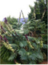 Melianthus Major - Grande Melianthe