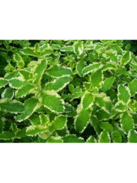 Menthe ananas - Mentha suaveolens variegata 'Ananas'