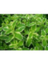 Menthe ananas - Mentha suaveolens variegata 'Ananas'