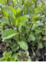 Menthe marocaine