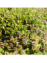 Menthe rampante - Menthe Corse - Menthe requienii