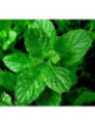 Menthe verte - Mentha spicata