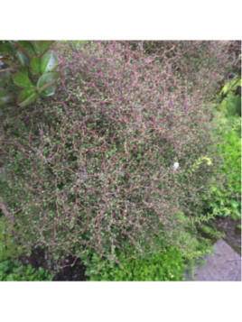 Muehlenbeckia astonii