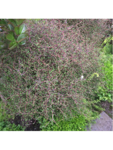 Muehlenbeckia astonii
