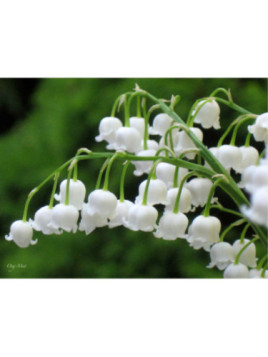 Convallaria majalis / Muguet