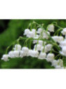 Convallaria majalis / Muguet
