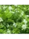 Murraya paniculata