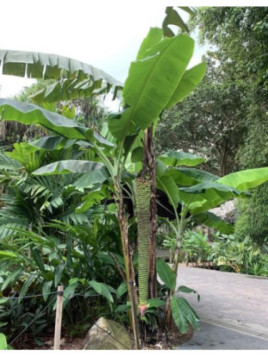 Musa '1000 fingers - Musa chiliocarpa - Musa 'Pisang seribu'