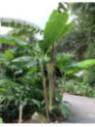 Musa '1000 fingers - Musa chiliocarpa - Musa 'Pisang seribu'