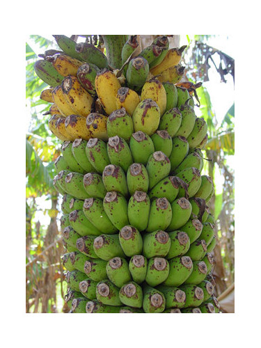 Musa '1000 fingers - Musa chiliocarpa - Musa 'Pisang seribu'