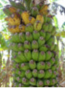 Musa '1000 fingers - Musa chiliocarpa - Musa 'Pisang seribu'
