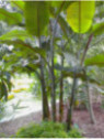 Musa balbisiana x balbisiana / Bananier (plantain)