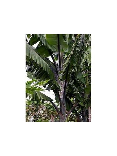 Musa balbisiana 'Thai black'* ('Altia black'*) / Bananier