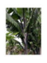Musa balbisiana 'Thai black'* ('Altia black'*) / Bananier