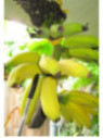 Musa 'Dwarf brazilian'*  / Bananier fruit