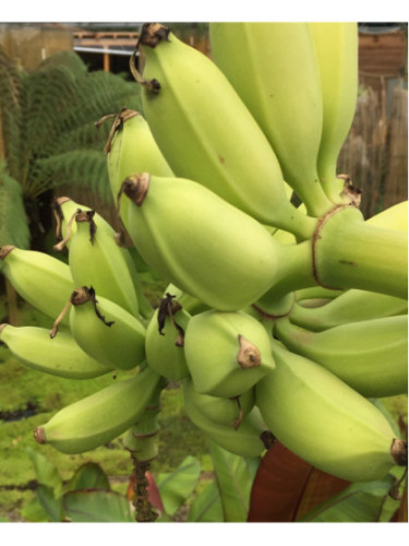 Musa 'Dajiao' / Bananier 'rustique' fruitier