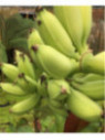 Musa 'Dajiao' / Bananier 'rustique' fruitier
