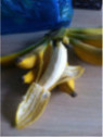 Musa 'Dajiao' / Bananier 'rustique' fruitier