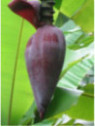 Musa dwarf Namwah kohm 'Pisang awak' (bananier fruitier)