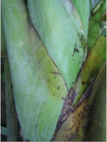 Musa dwarf Namwah kohm 'Pisang awak' (bananier fruitier)