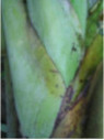 Musa dwarf Namwah kohm 'Pisang awak' (bananier fruitier)
