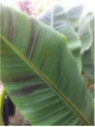 Musa sikkimensis ever red
