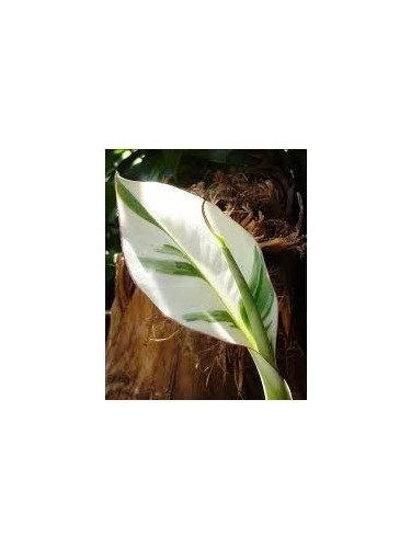 Musa 'Florida'* / Bananier (panaché)