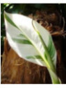 Musa 'Florida'* / Bananier (panaché)