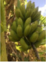 Musa figue sucrée, Bananier frecinette (bananier fruitier)